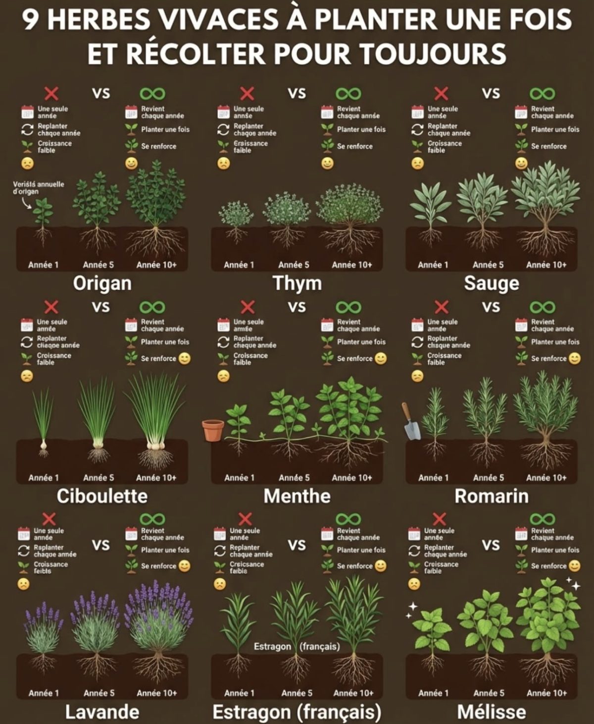 9 Herbes vivaces. — conseils jardinage