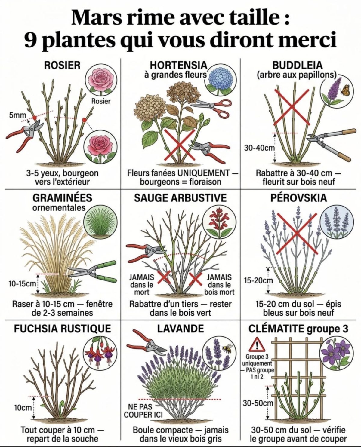Mars rime avec taille neuf plantes qui vous diront Merci. — conseils jardinage